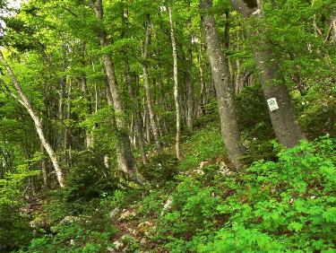 La hêtraie après le point 1483m