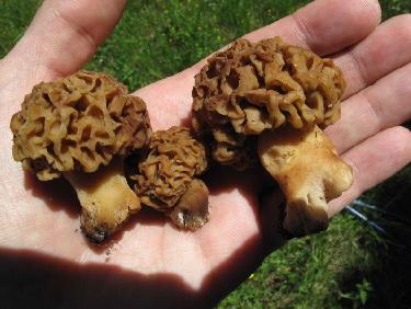 Morilles