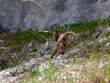 Rencontre avec un tout jeune chamois