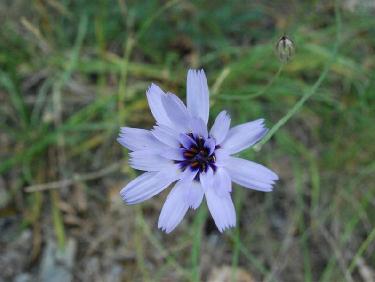 une modeste fleur de montagne