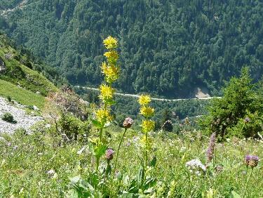 Végétation riche sur ce versant Sud