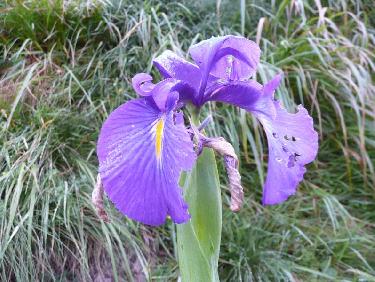 Iris des Pyrénées