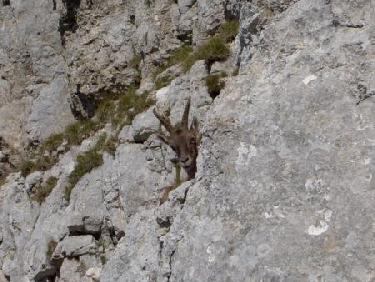 bouquetin curieux ...