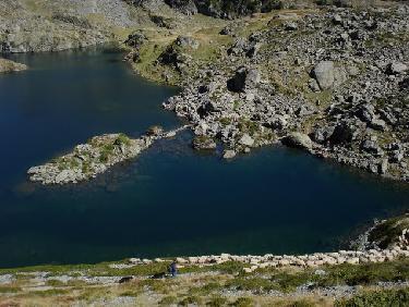 Le berger et une partie du troupeau