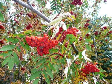 Sorbiers des oiseleurs