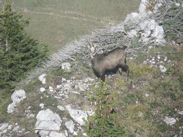 Chamois