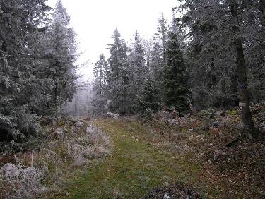 Sentier Forestier
