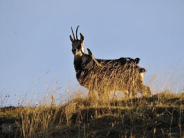 Chamois chartrousiens