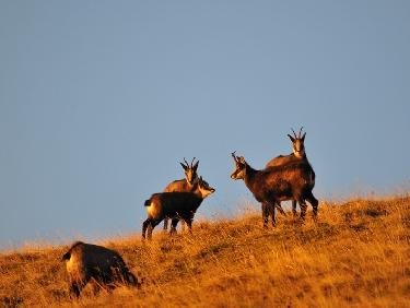 Chamois chartrousiens