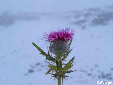 Cirsium eriophorum