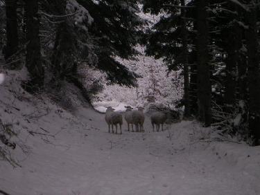 rencontre inattendue