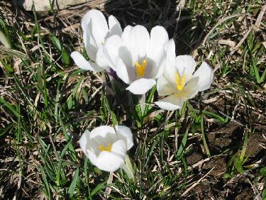 Crocus