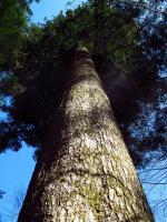 Sapin de Saint-André