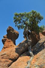 Mineral et végétal