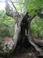 pour la série..  arbres..