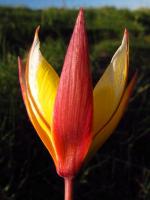 Tulipe sauvage