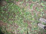 Sente couverte de feuilles hachées par les grelons