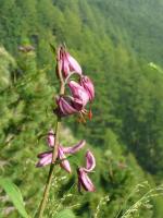 et en plus jalonné de belles fleurs