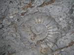 ammonite géante