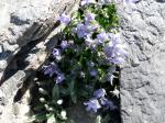 Campanules du Mont Cenis