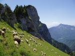 Moutons, le col de léchaud