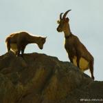 Toujours des bouquetins