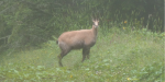 Apparition du Chamois solitaire dans la forêt