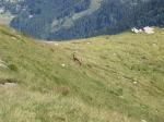 Chamois