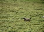 une des nombreuses marmottes..