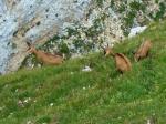 Chamois
