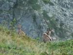 Chamois du Lauzon