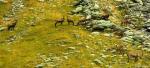 Chamois et bouquetins