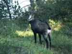 Chamois sous le Granier