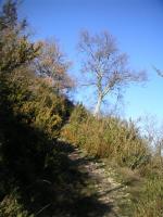 sentier dans les buis sous le ciel bleu