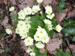 Primula vulgaris = Printemps