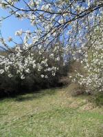 Printemps en Bas Bugey