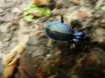 File vite petit scarabée bleu métallisé