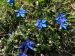 Gentianes printanières