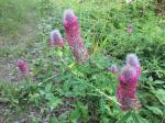 Trifolium?