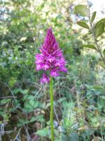 Orchis Pyramidal