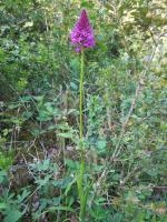 Orchis Pyramidal