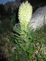 Campanules en Thyrse?