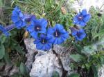 Gentianes