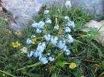 Myosotis??