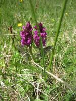 Orchis Alpestre (ou "de Mai"?)