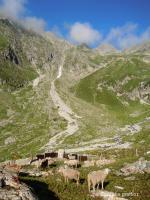 Troupeau sur l&apos;alpage