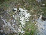 edelweiss