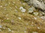 Marmotte attentive