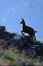 Chamois
