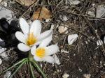 Crocus blancs